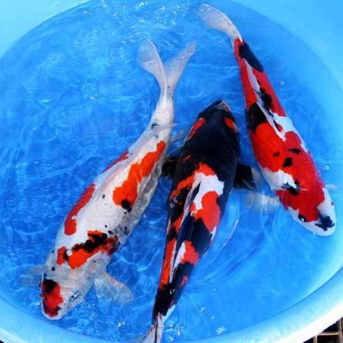 Why are koi fish so popular – What do they signify?